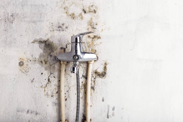 Best Best Mold Removal Companies  in Grand Terrace, CA
