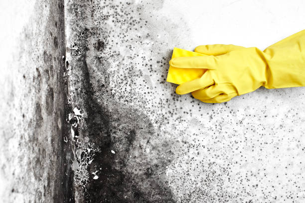 Best Home Mold Removal  in Grand Terrace, CA