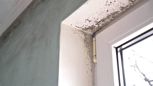Best Residential Mold Removal  in Grand Terrace, CA