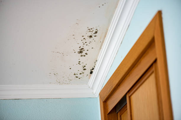 Best Mold Testing  in Grand Terrace, CA