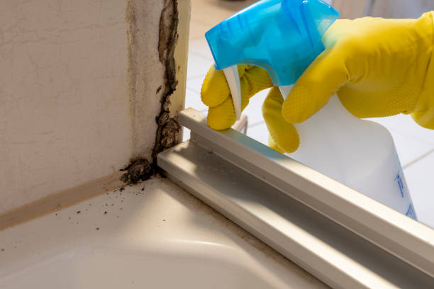 Best Crawl Space Mold Removal  in Grand Terrace, CA