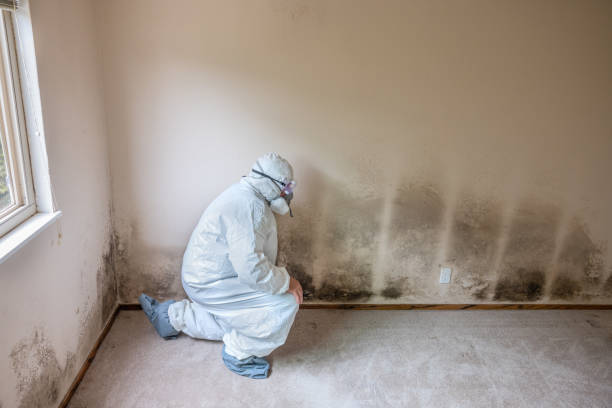Crawl Space Mold Removal in Grand Terrace, CA