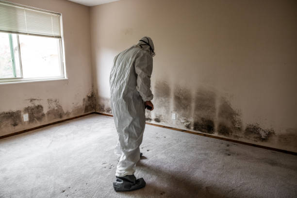 Grand Terrace, CA Mold Removal Company
