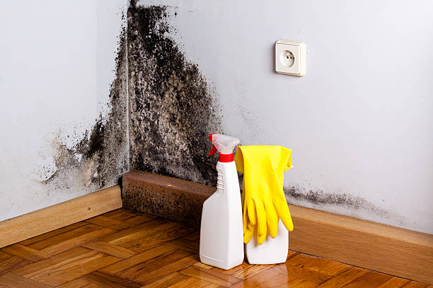 Best Commercial Mold Removal  in Grand Terrace, CA