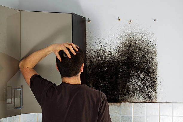 Best Toxic Mold Removal  in Grand Terrace, CA