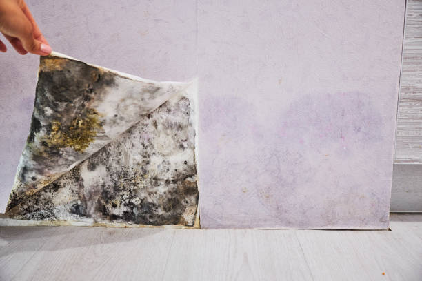 Best Mold Removal Company Near Me  in Grand Terrace, CA